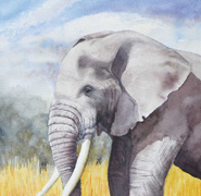 Helen Anne Hillson - Elephant Portrait